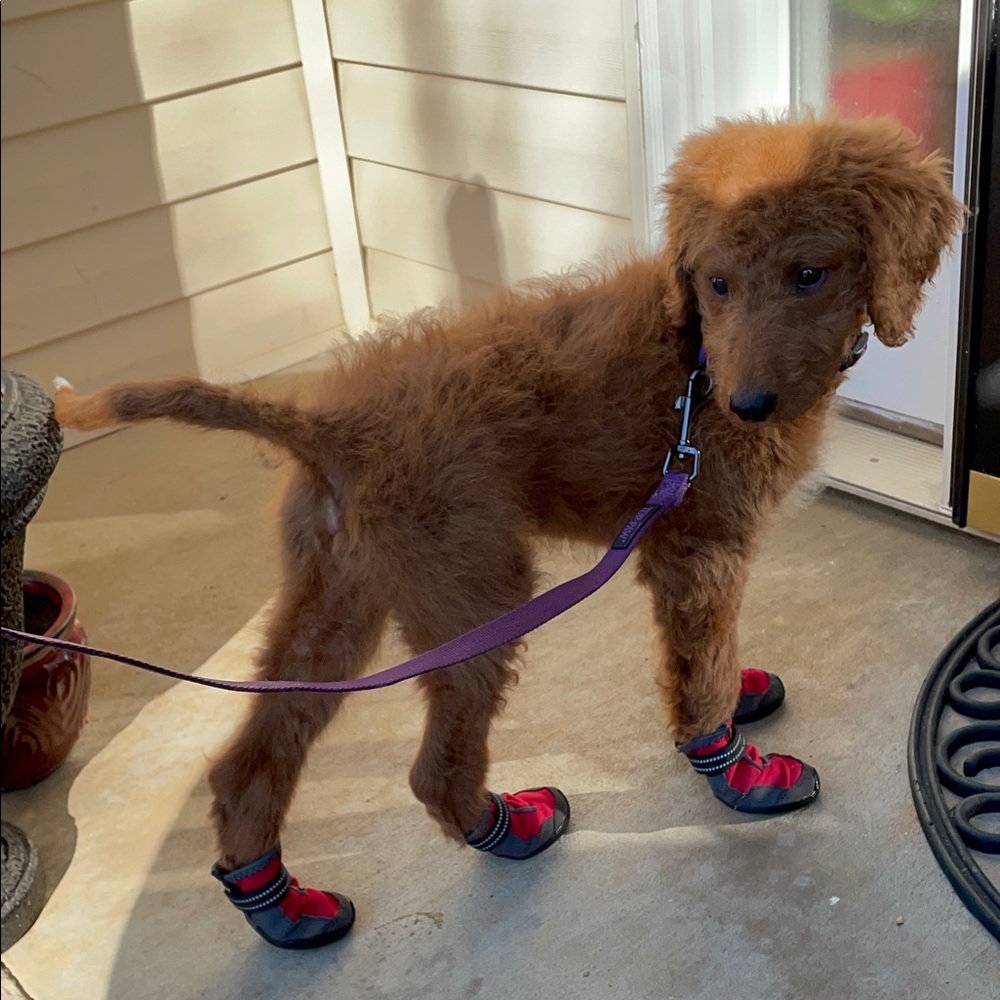 PetSmart TopPaw Dog Booties